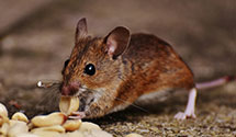 24 Hour & Emergency Exterminators in Appleton, WI